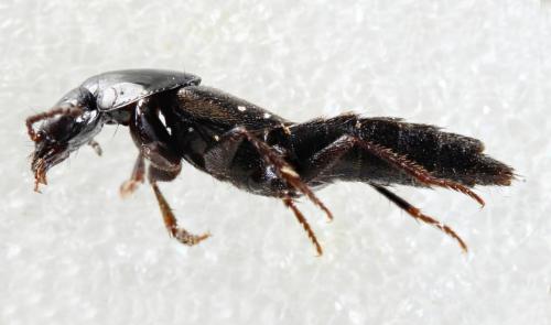 Réf. 314 901 : Quedius lateralis